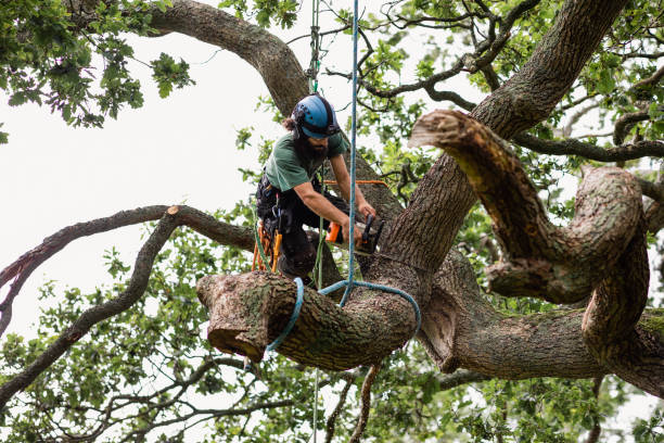 Best Tree Disease Treatment  in Tabor City, NC