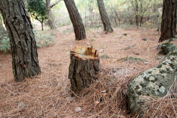 Best Storm Damage Tree Cleanup  in Tabor City, NC