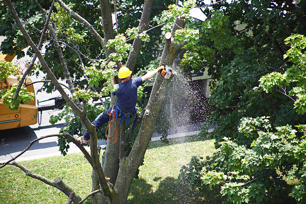 Best Arborist Consultation Services  in Tabor City, NC